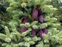 pic of black spruce