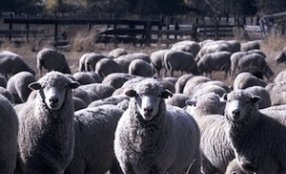 pic of sheep