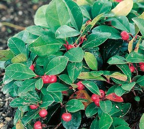 a photo of Wintergreen berries shrub