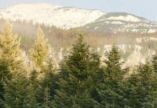 View of Balsam Fir and mountains