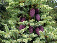 Black Spruce, Picea mariana, steadfastness