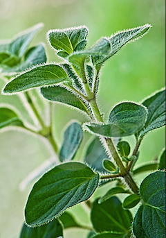 Photo of oregano herb