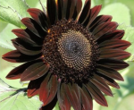 Chocolate sunflower seeds