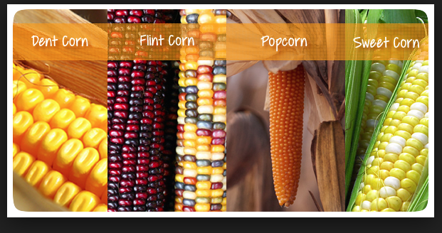 Food habits pic of corn