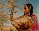 Ethiopian lady harvesting myrrh resin