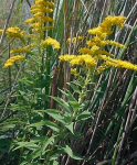goldenrod herb
