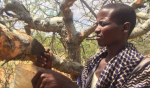 Man harvesting frankincense resin in Africa