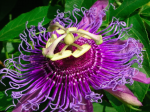 purple passion flower aerial parts