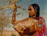 Sudanese woman harvesting myrrh