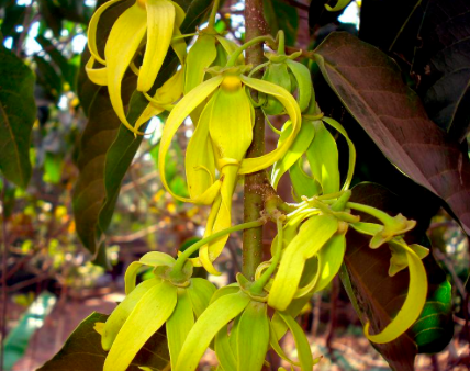 pic of ylang-ylang flower