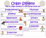 body-organs-systems-chart-kids
