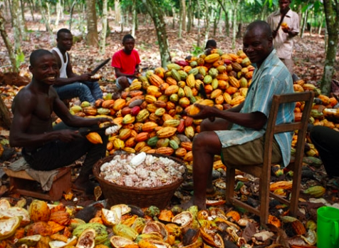 pic of Africans with cacao pods