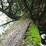 cedarwood-tree