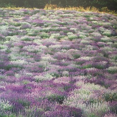 pic of lavender field